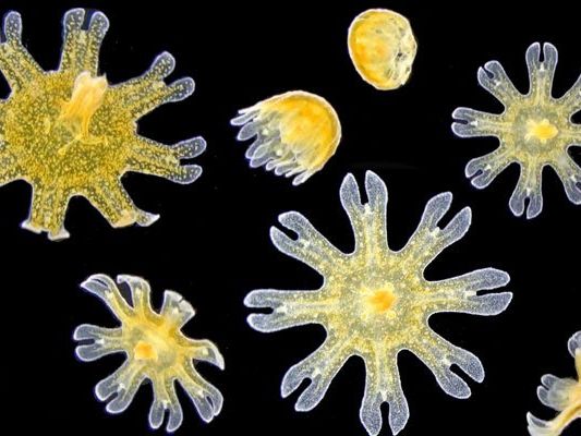 Die Babyquallen sind nur wenige Millimeter groß. Die Babyquallen sind nur wenige Millimeter groß.
