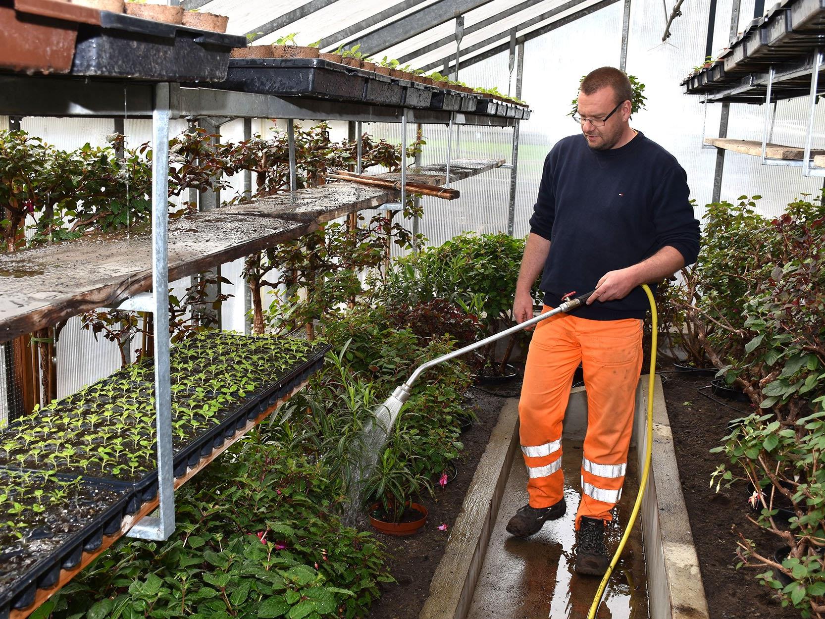 Joachim Wekerle gießt die Pflanzen in der Gärtnerei der Marktgemeinde Schruns