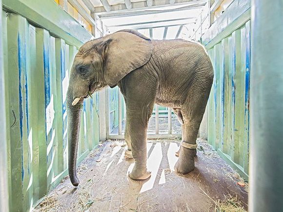 Elefant Tuluba stand in Schönbrunn bereit zum Transport Elefant Tuluba stand in Schönbrunn bereit zum Transport