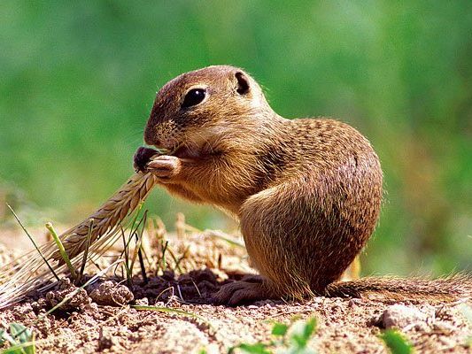 Ziesel-Zank rund um Bauprojekt beim Wiener Heeresspital geht weiter Ziesel-Zank rund um Bauprojekt beim Wiener Heeresspital geht weiter