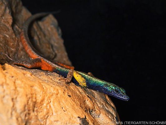 Die Echsen-Männchen sind auffällig bunt gefärbt Die Echsen-Männchen sind auffällig bunt gefärbt