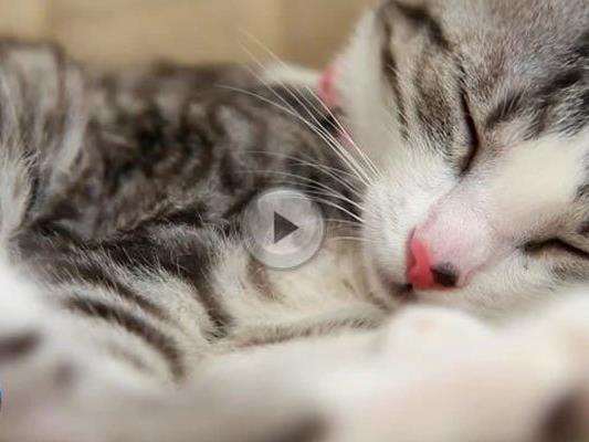 Katzen sind die wohl größten Schlafmützen des Tierreichs.