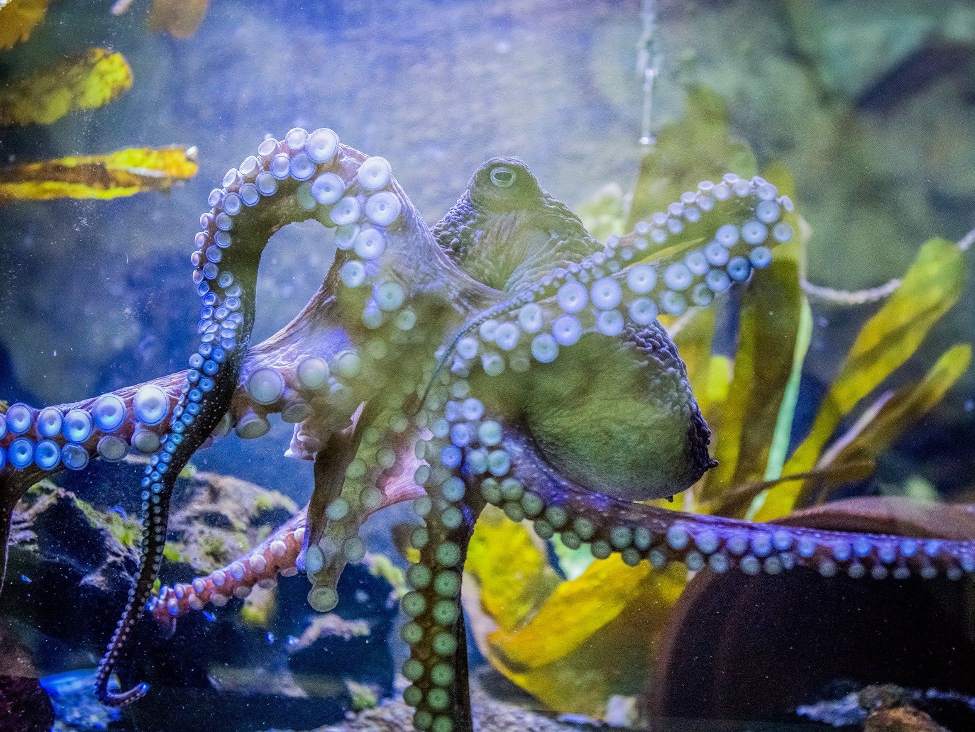 "Houdini": Oktopus "Inky" floh aus Aquarium ins offene Meer "Houdini": Oktopus "Inky" floh aus Aquarium ins offene Meer