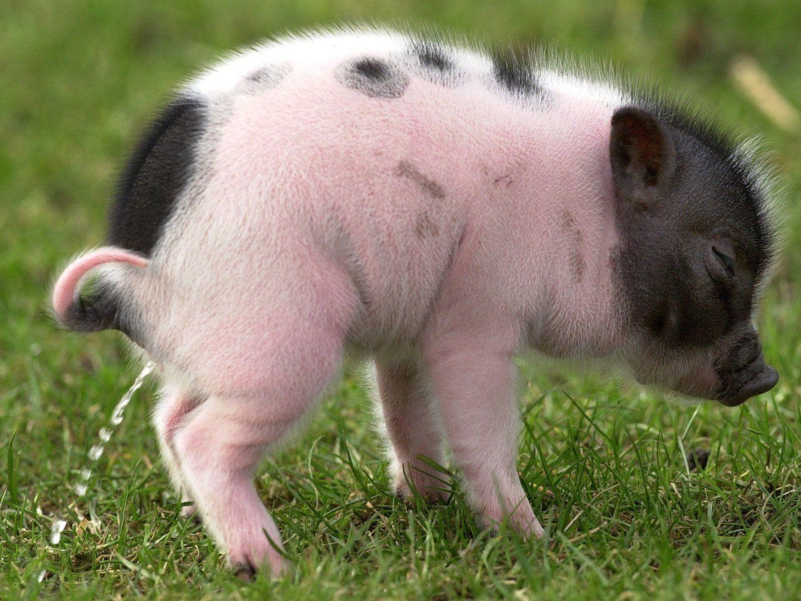 Der Nachbar, ein wildes Schwein? Die juristische Quittung bekam das Borstenvieh. Der Nachbar, ein wildes Schwein? Die juristische Quittung bekam das Borstenvieh.