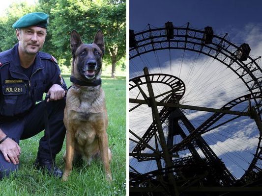 Auch die Künste der Polizeidiensthunde werden den Kindern im Wiener Prater vorgeführt. Auch die Künste der Polizeidiensthunde werden den Kindern im Wiener Prater vorgeführt.