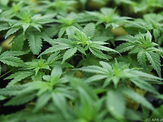 Polizei fand Indoor-Anlage mit mehr als 100 Cannabis-Pflanzen