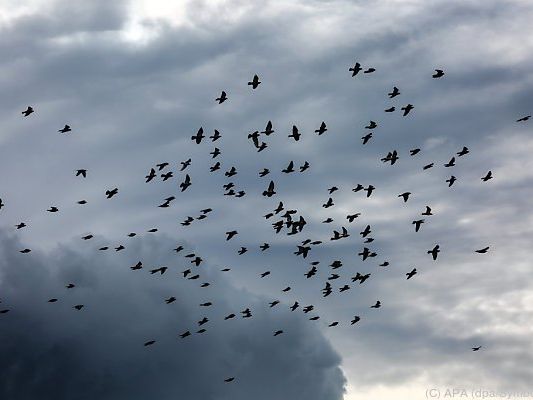 Tauben werden seit Jahrtausenden domestiziert Tauben werden seit Jahrtausenden domestiziert