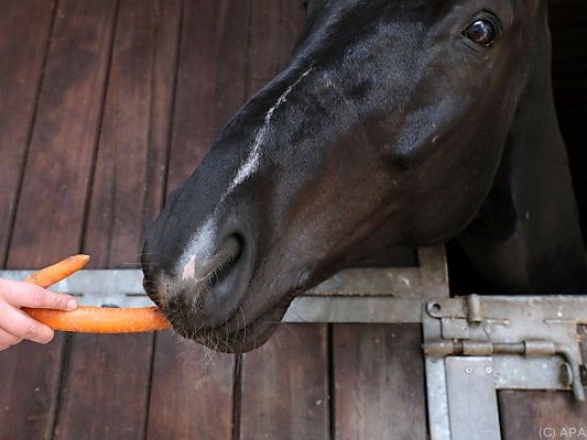 Das Pferd konnte wieder beruhigt werden Das Pferd konnte wieder beruhigt werden
