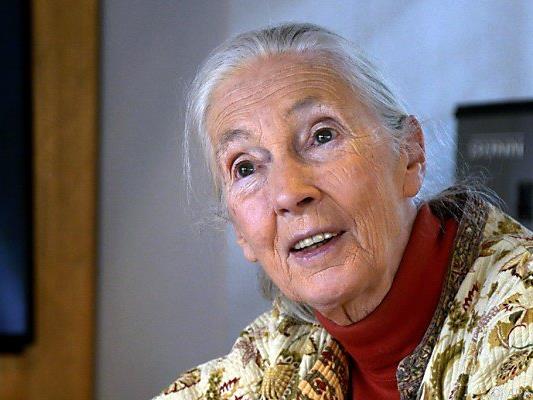 Primatenforscherin und Umweltaktivistin Jane Goodall