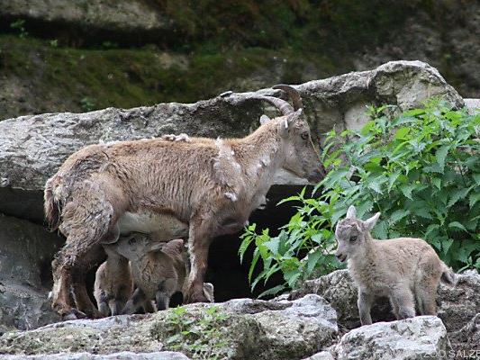 Drei gesunde Kitze im Salzburger Zoo