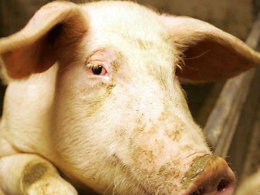 Zuchteber fiel während Besamung um Zuchteber fiel während Besamung um