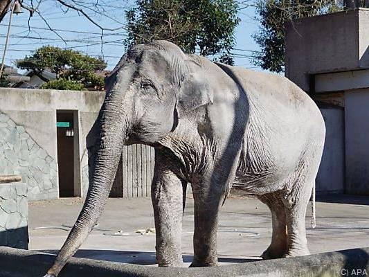 Japans ältester Elefant ist tot