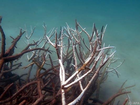 Dritte Korallenbleiche in 18 Jahren