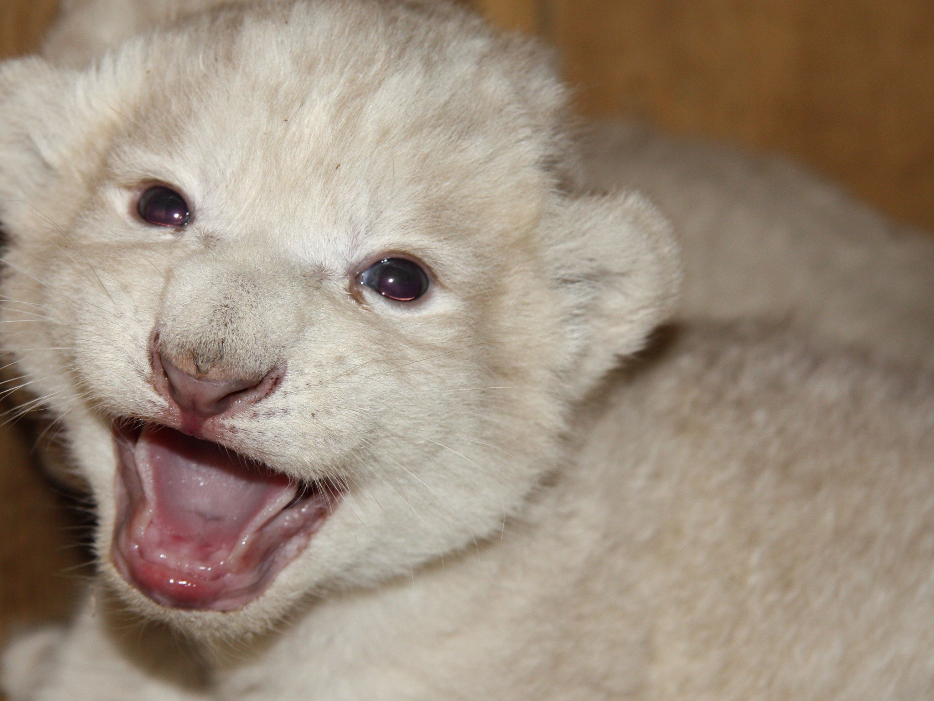 Eines der weißen Löwenbabys im Magdeburger Zoo.