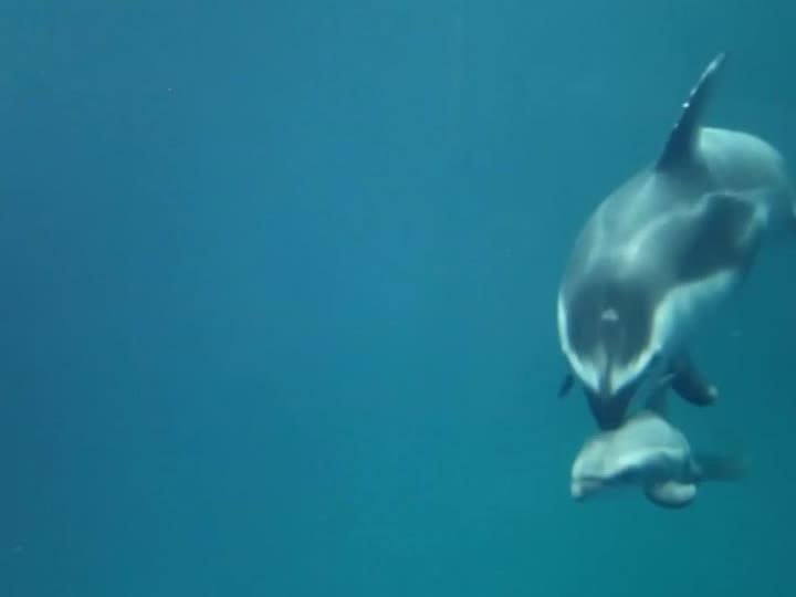Delfin-Geburt wird zum Internet-Hit.