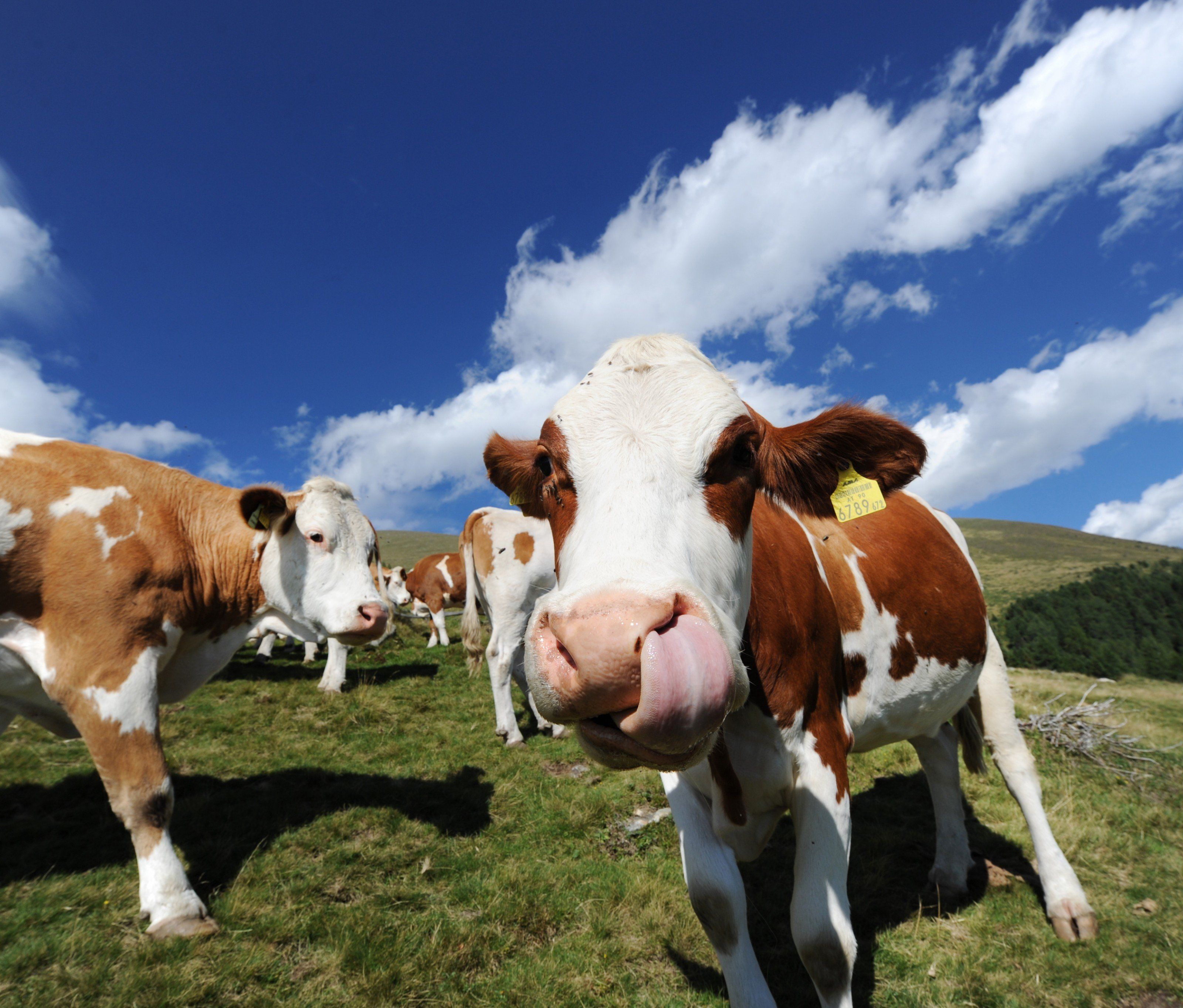 Erstmals liegt der Preis für Milch bei unter 20 Cent in Deutschland. Erstmals liegt der Preis für Milch bei unter 20 Cent in Deutschland.