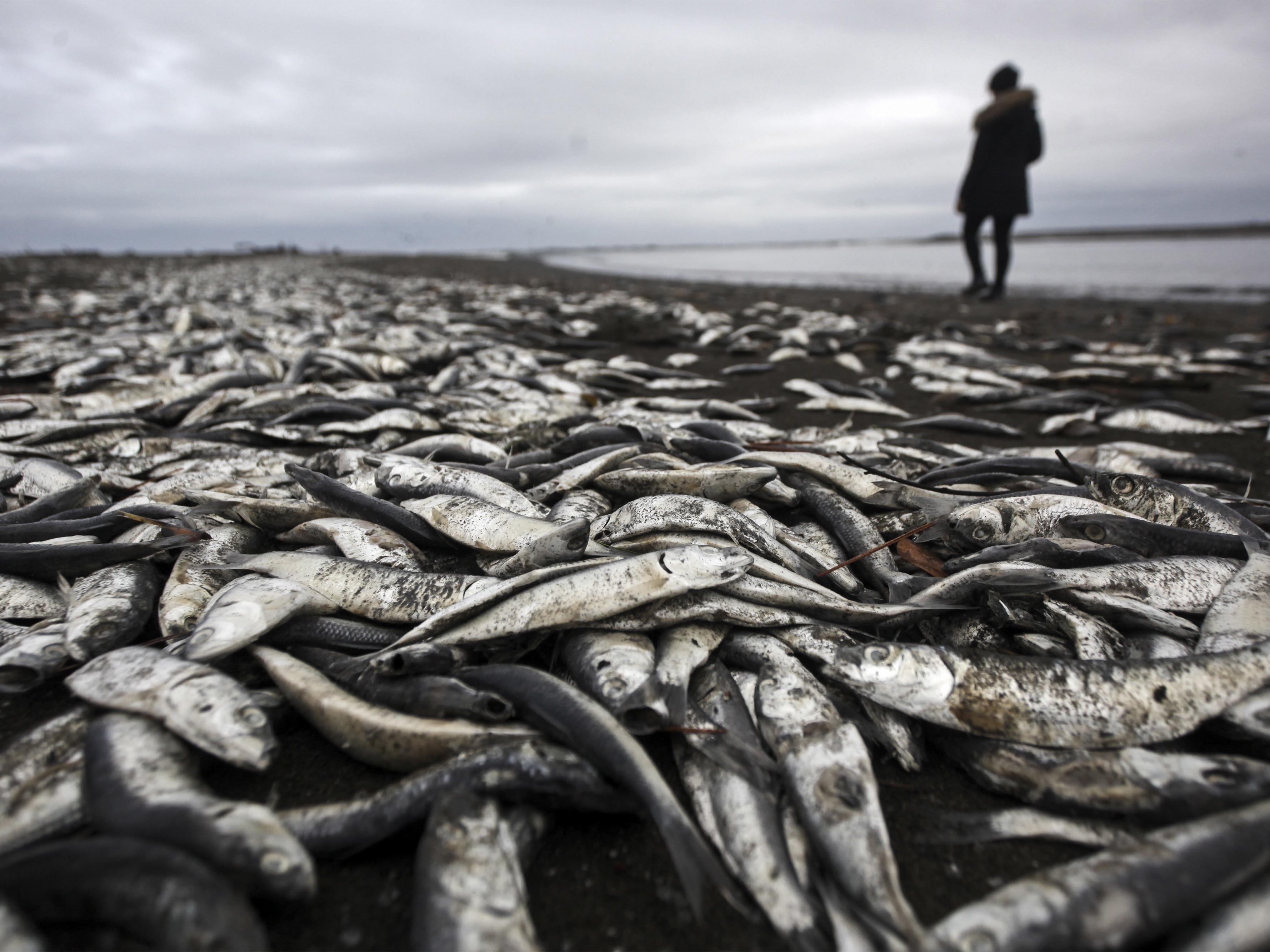 An Chiles Stränden wurden tausende verendete Lachse und Sardinen angespühlt.