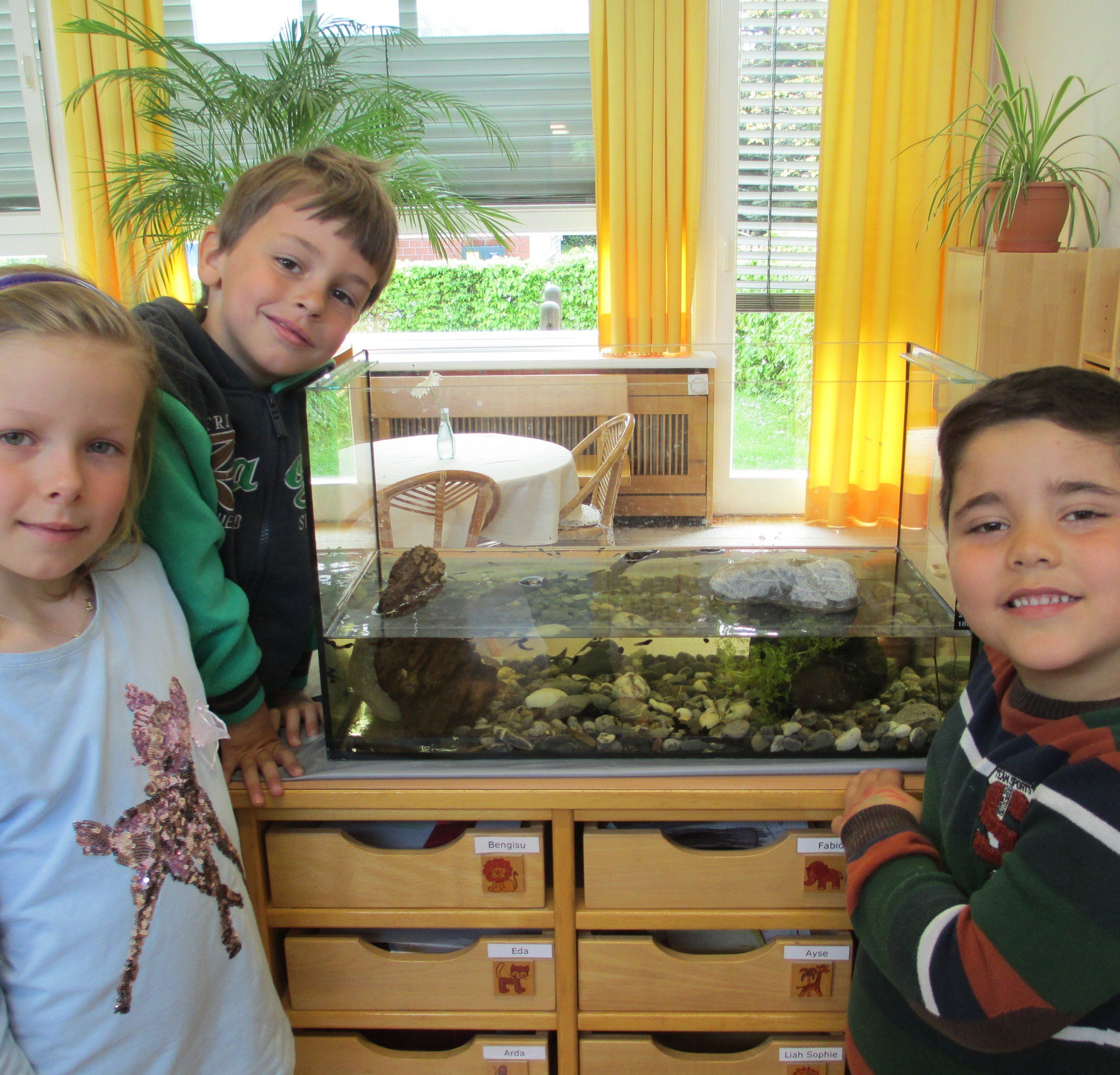 Die Kindergartenkinder aus der Rabengruppe verfolgen die Entwicklungsschritte der Kaulquappen Die Kindergartenkinder aus der Rabengruppe verfolgen die Entwicklungsschritte der Kaulquappen