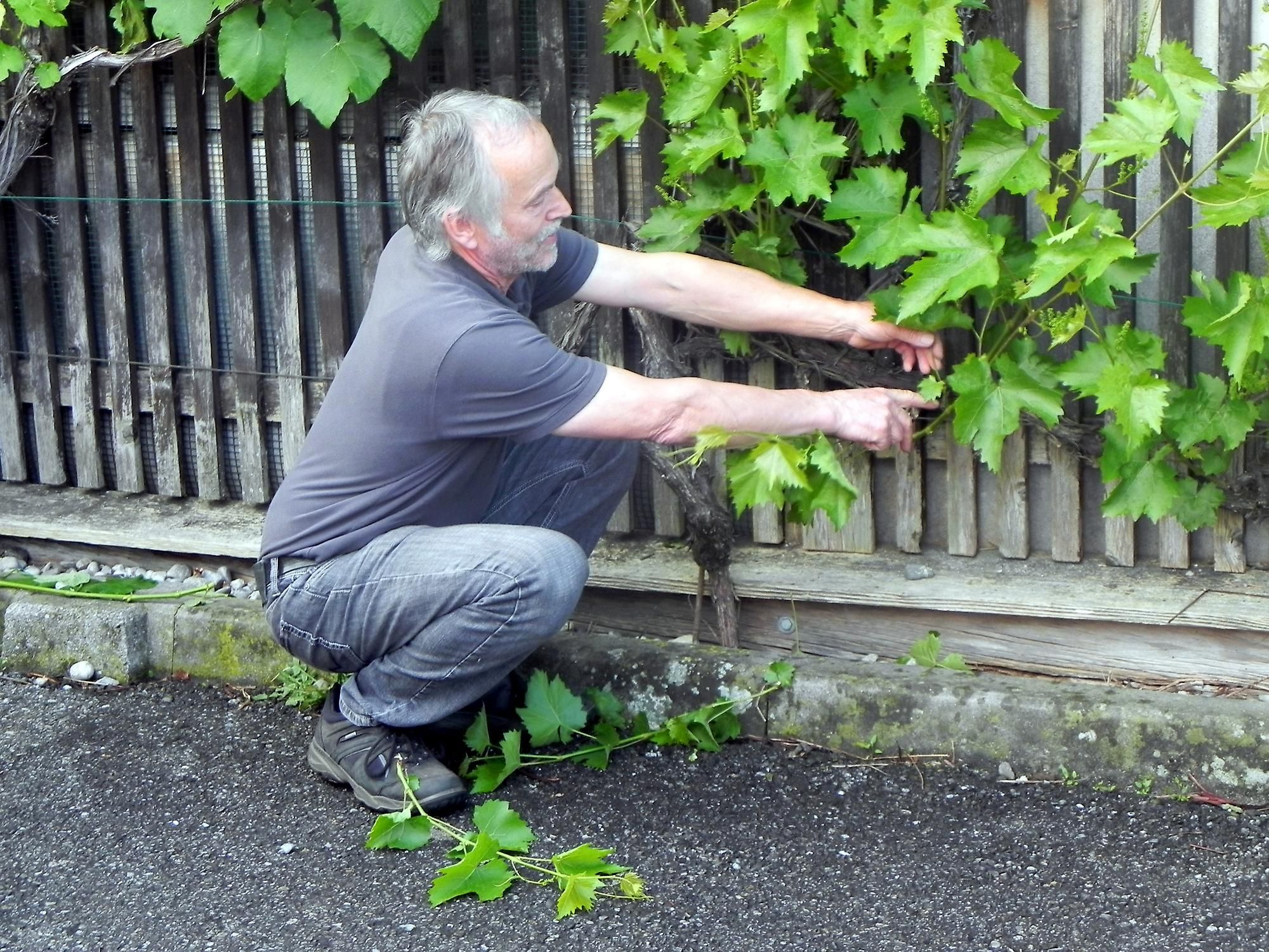 Reben im Hausgarten brauchen auch die richtige Pflege. Reben im Hausgarten brauchen auch die richtige Pflege.