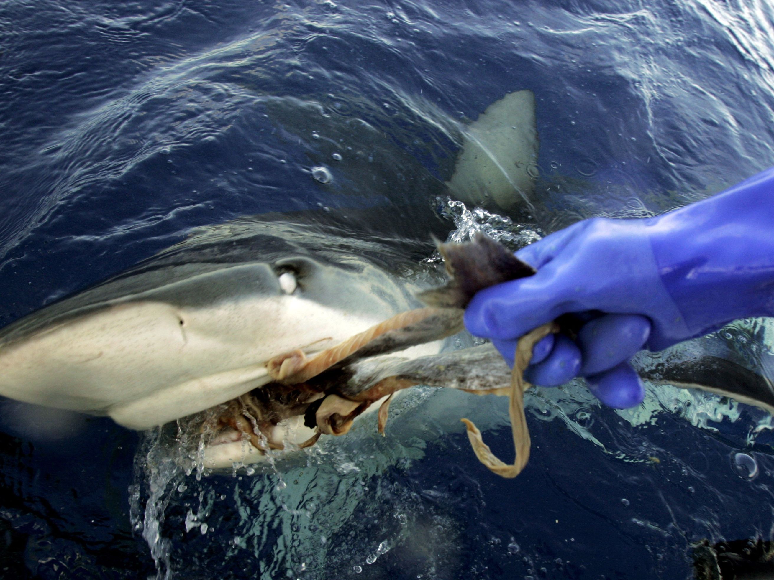 Hai-Alarm auf Mallorca. Hai-Alarm auf Mallorca.