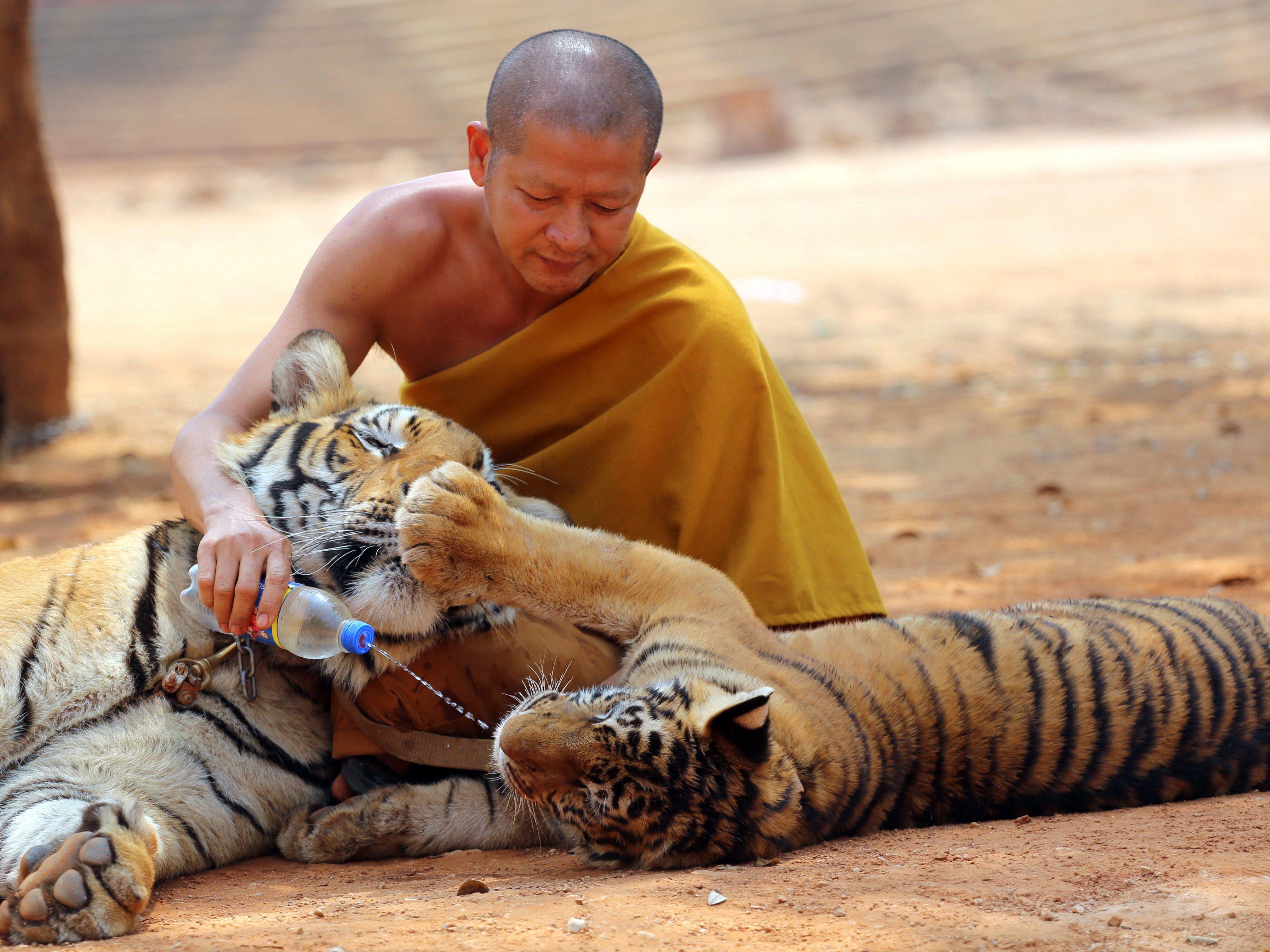 Zwei Tiger wurden aus dem Tiger Tempel in Thailand schon befreit.