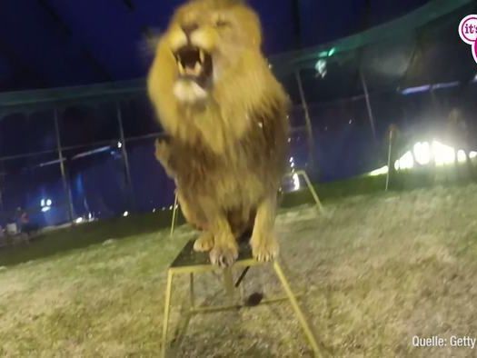 Welcher Star früher sein Geld als "Löwenzähmer" verdiente, seht ihr im Video. Welcher Star früher sein Geld als "Löwenzähmer" verdiente, seht ihr im Video.