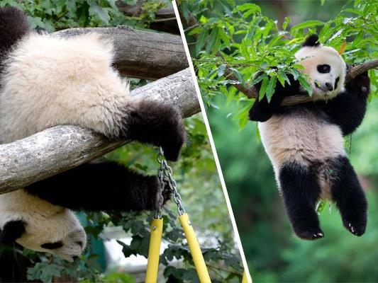 Pandabären sind bekannt für ihre süße Tollpatschigkeit.