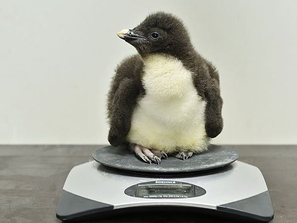 Eines der Felsenpinguin-Babys Eines der Felsenpinguin-Babys