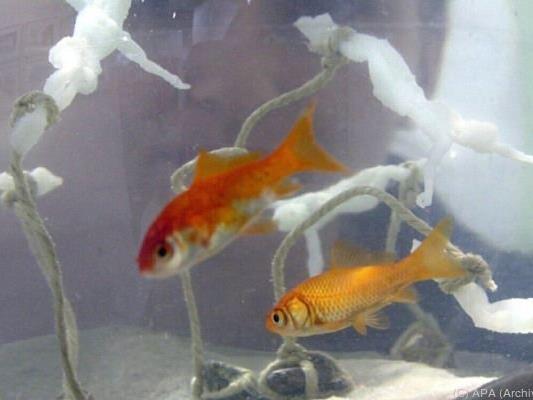 Goldfische gehören (maximal) ins Aquarium