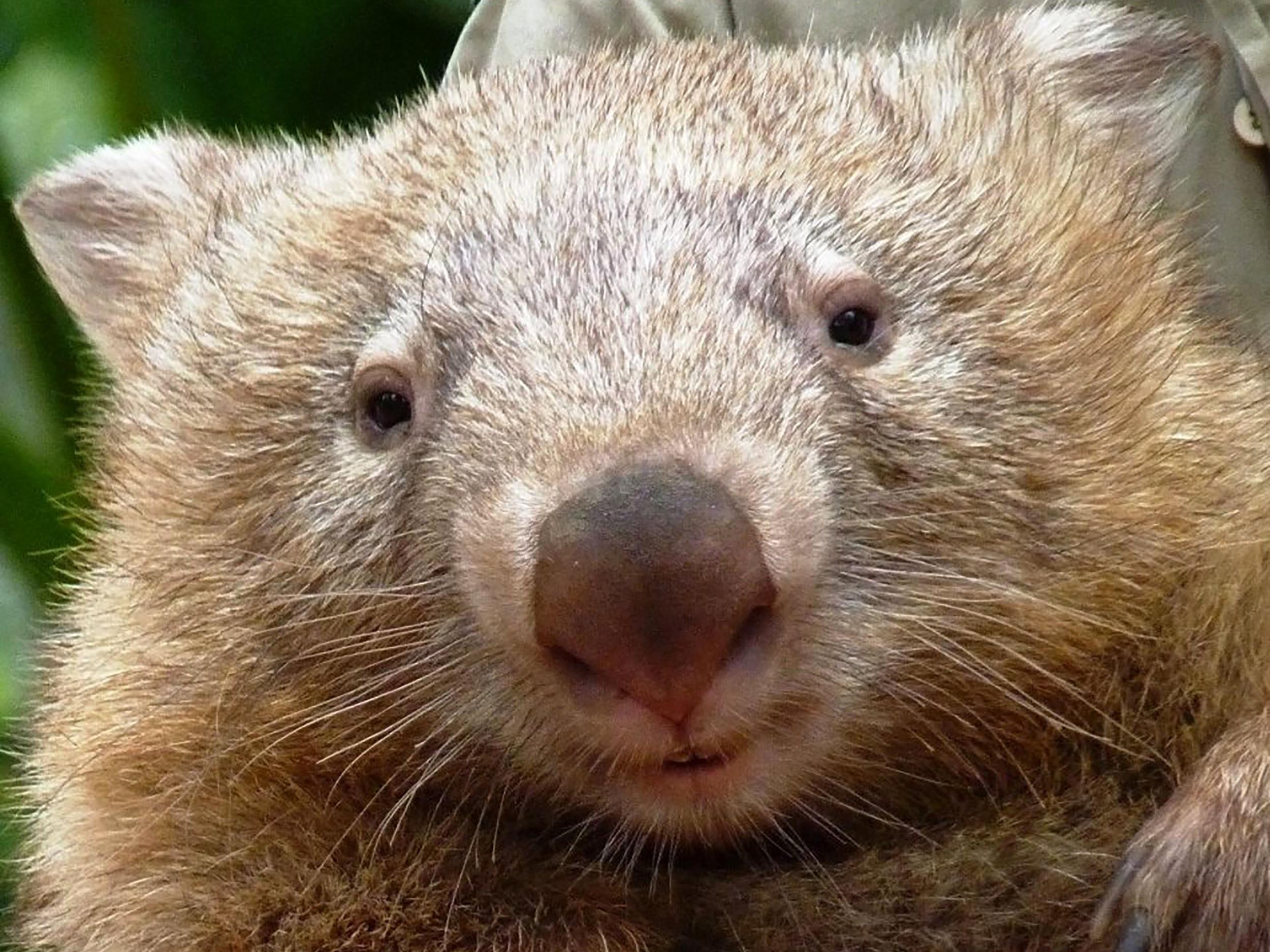 Tonka wurde als "depressiver" Wombat bekannt, jetzt ist das Beuteltier gestorben.