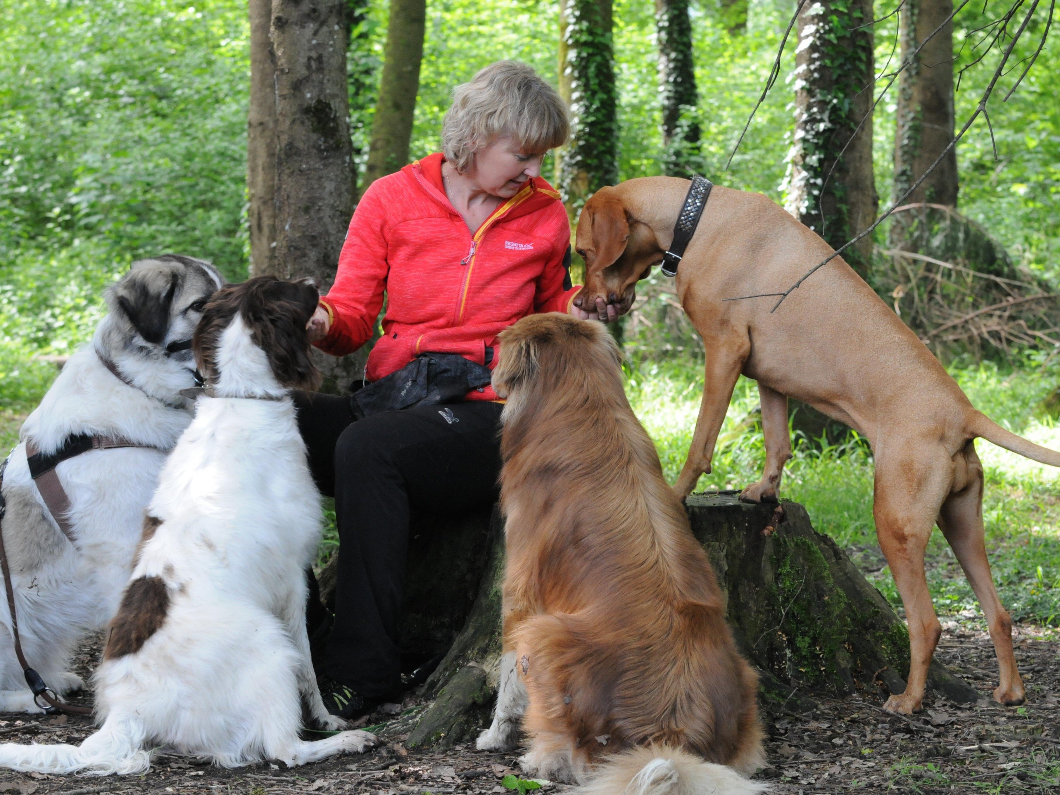 Judith Wehinger aus Nofels ist Hundesitterin mit Leib und Seele.