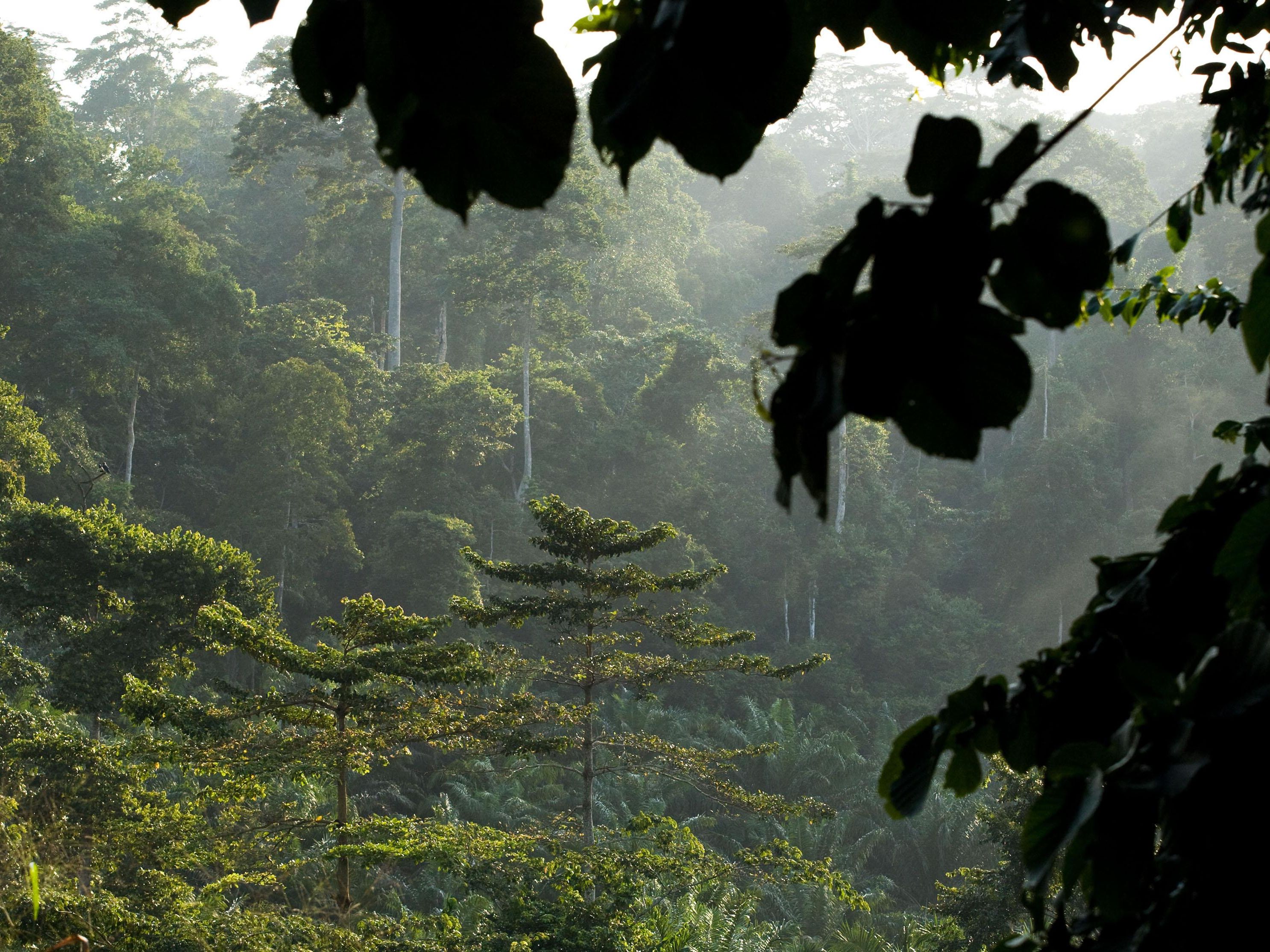 In Malaysia wurde ein 89,5 Meter hoher Tropenbaum entdeckt. In Malaysia wurde ein 89,5 Meter hoher Tropenbaum entdeckt.