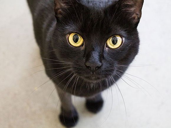 Katze Muki ist auf dem Weg der Besserung Katze Muki ist auf dem Weg der Besserung