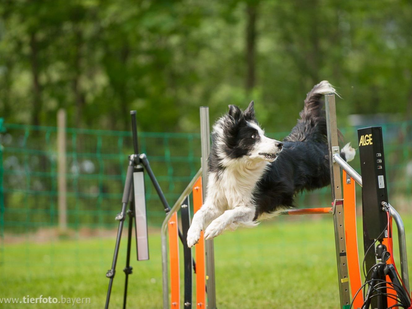 Border Collie Lui