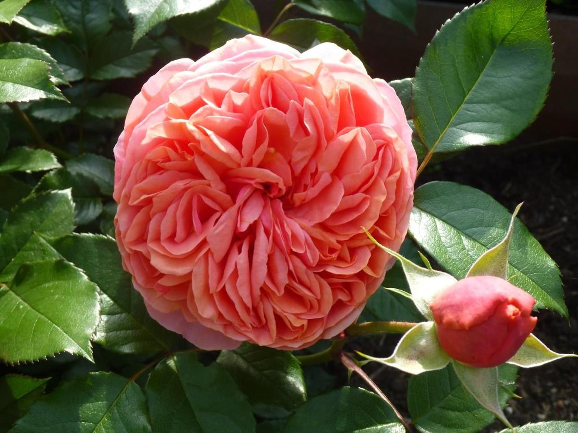 OGV Lustenau: "Die Natur ist ein idealer Spielraum für Kinder", OGV Lustenau: "Die Natur ist ein idealer Spielraum für Kinder",