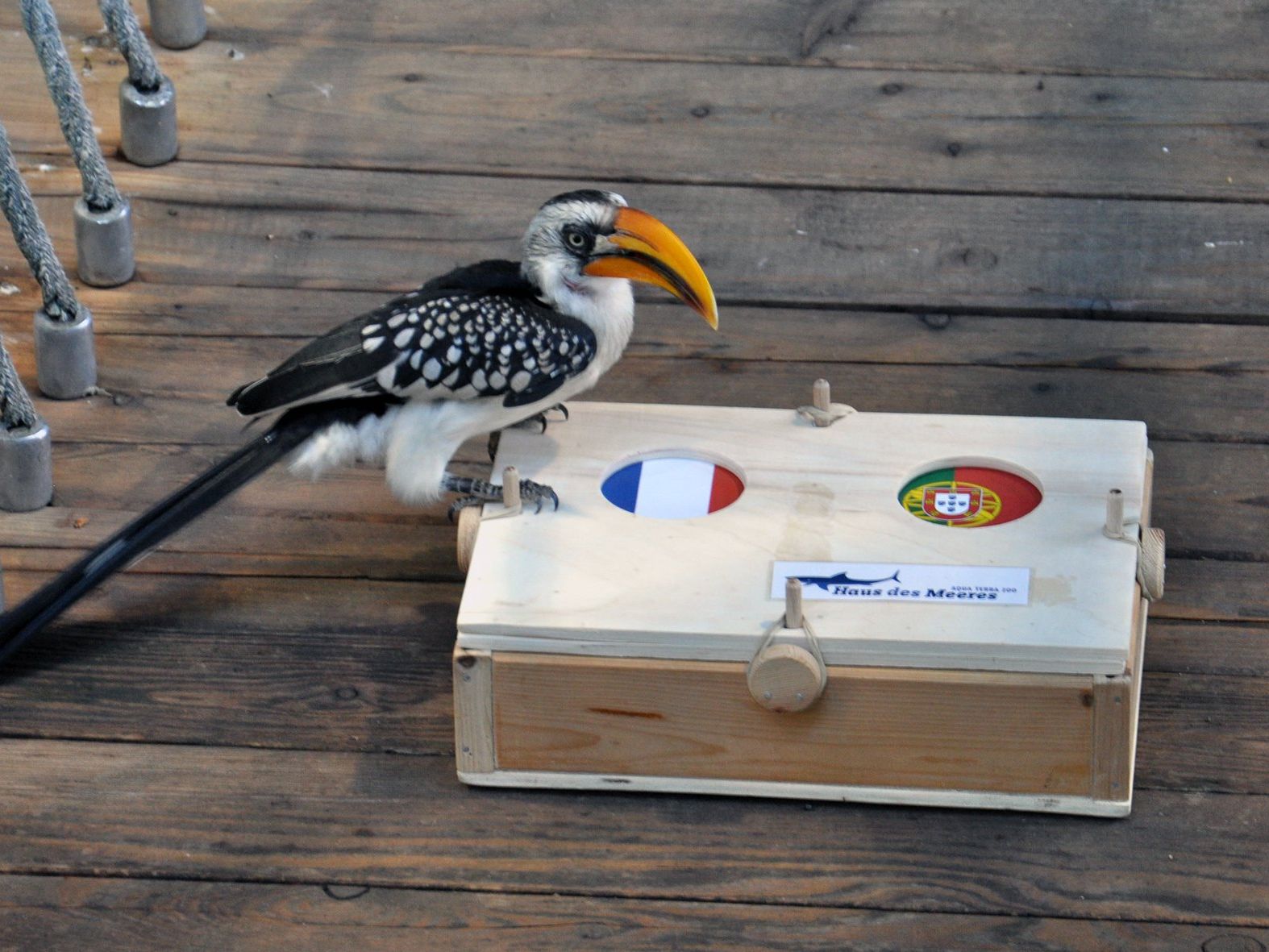 Toko in seiner Funktion als EM-Orakel Toko in seiner Funktion als EM-Orakel