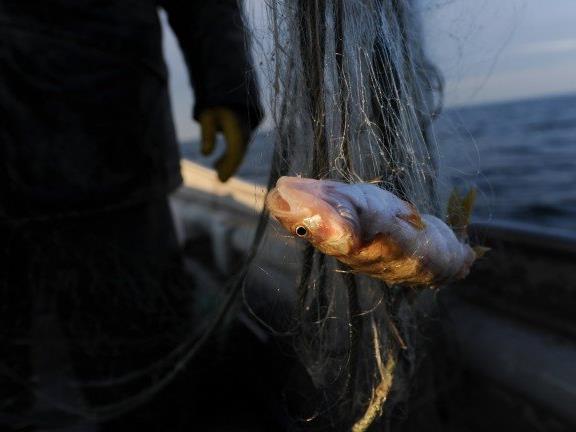 Den Bodenseefischern gehen derzeit besonders viele Felchen ins Netz. Grund dafür sei der hohe Nährstoffgehalt im See nach dem Juni-Hochwasser.