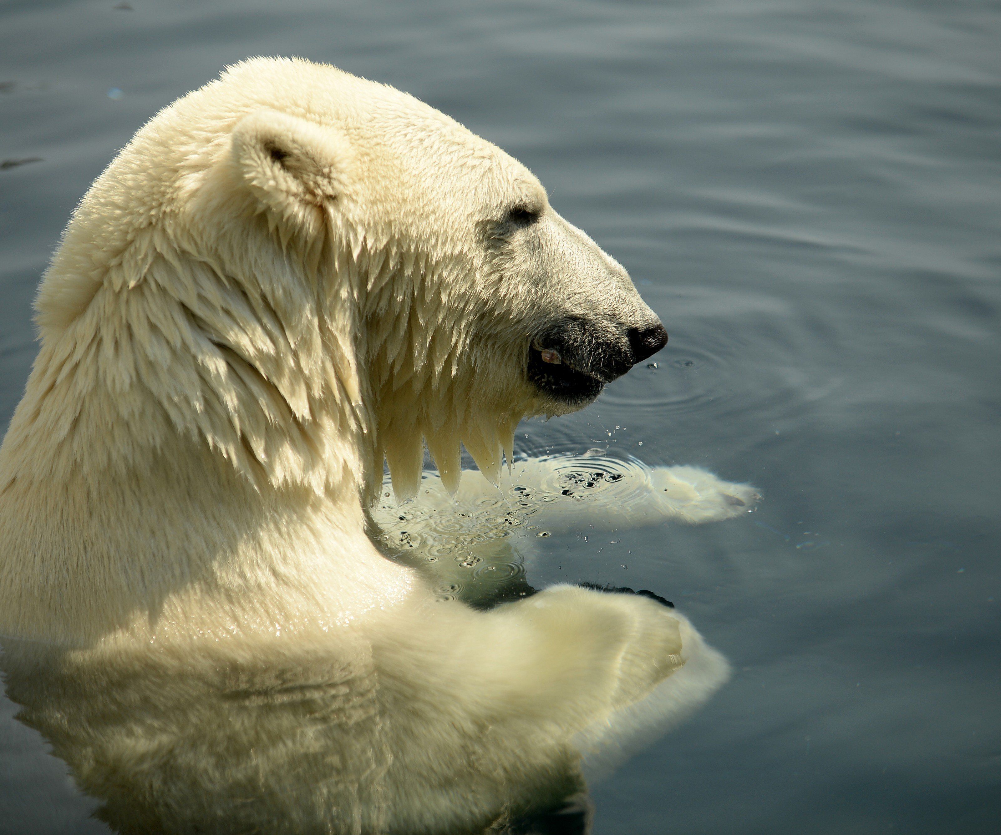 Die Tiere sind in Island nicht erwünscht Die Tiere sind in Island nicht erwünscht