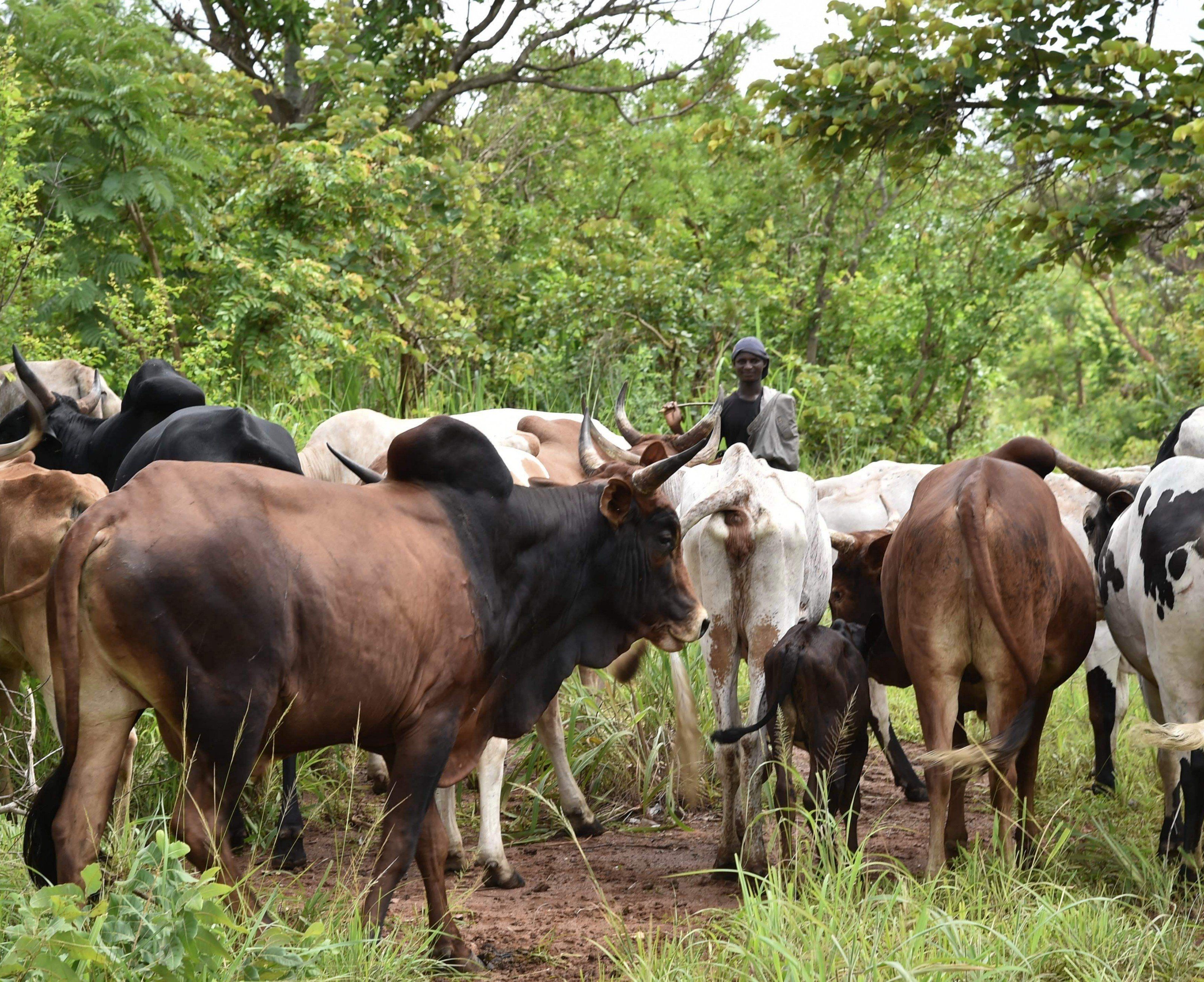 Mit aufgemalten Augen können Rinder vor Löwenangriffen geschützt werden Mit aufgemalten Augen können Rinder vor Löwenangriffen geschützt werden