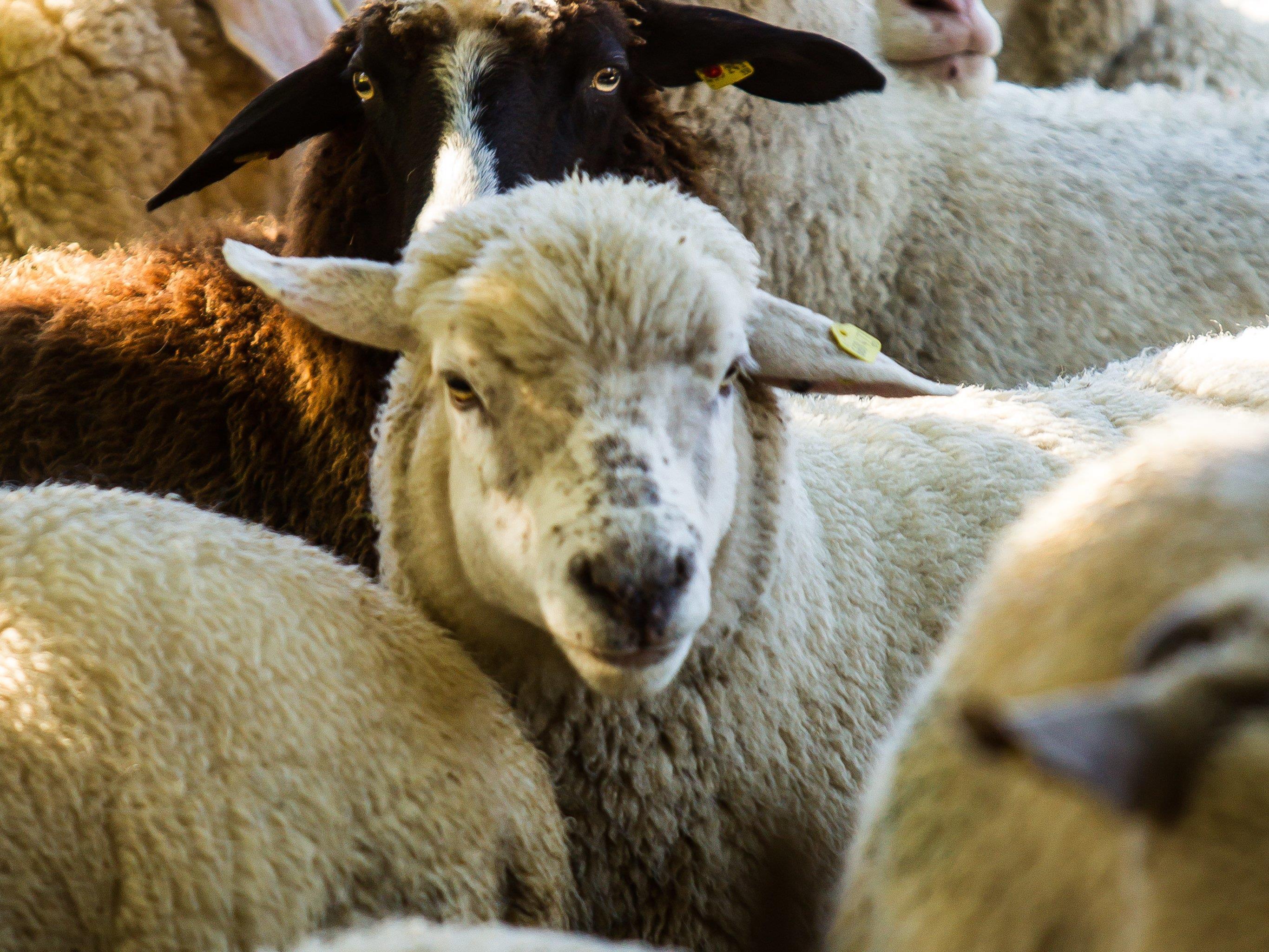 Grasende Schafe sorgen bei einem Anrainer für Unmut. Das Geräusch der Glocken ist ihm zu laut.