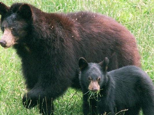 Eine Schwarzbärenmutter und ihr Junges. Normalerweise gelten die Tiere nicht als aggressiv.