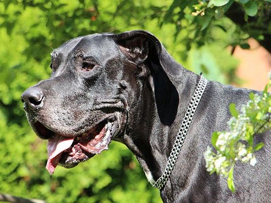 Als der Mann die Deutsche Dogge und den Labrador trennen wollte, wurde er gebissen Als der Mann die Deutsche Dogge und den Labrador trennen wollte, wurde er gebissen