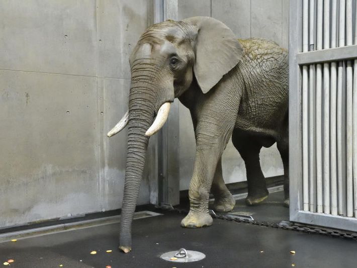 Das ist "Shaka". Das ist "Shaka".