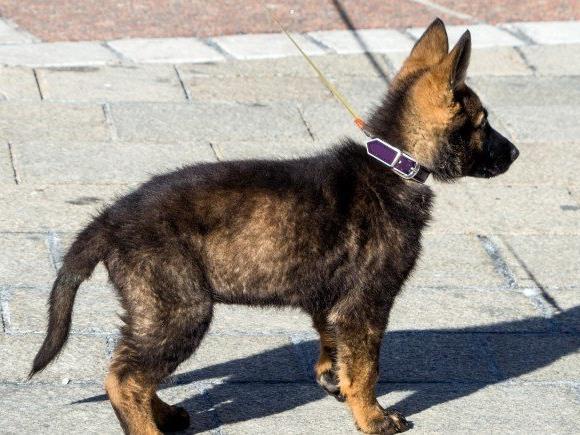 Die illegale Einfuhr von jungen Hunden – meist aus dem Osten Europas – ist ein großes Problem