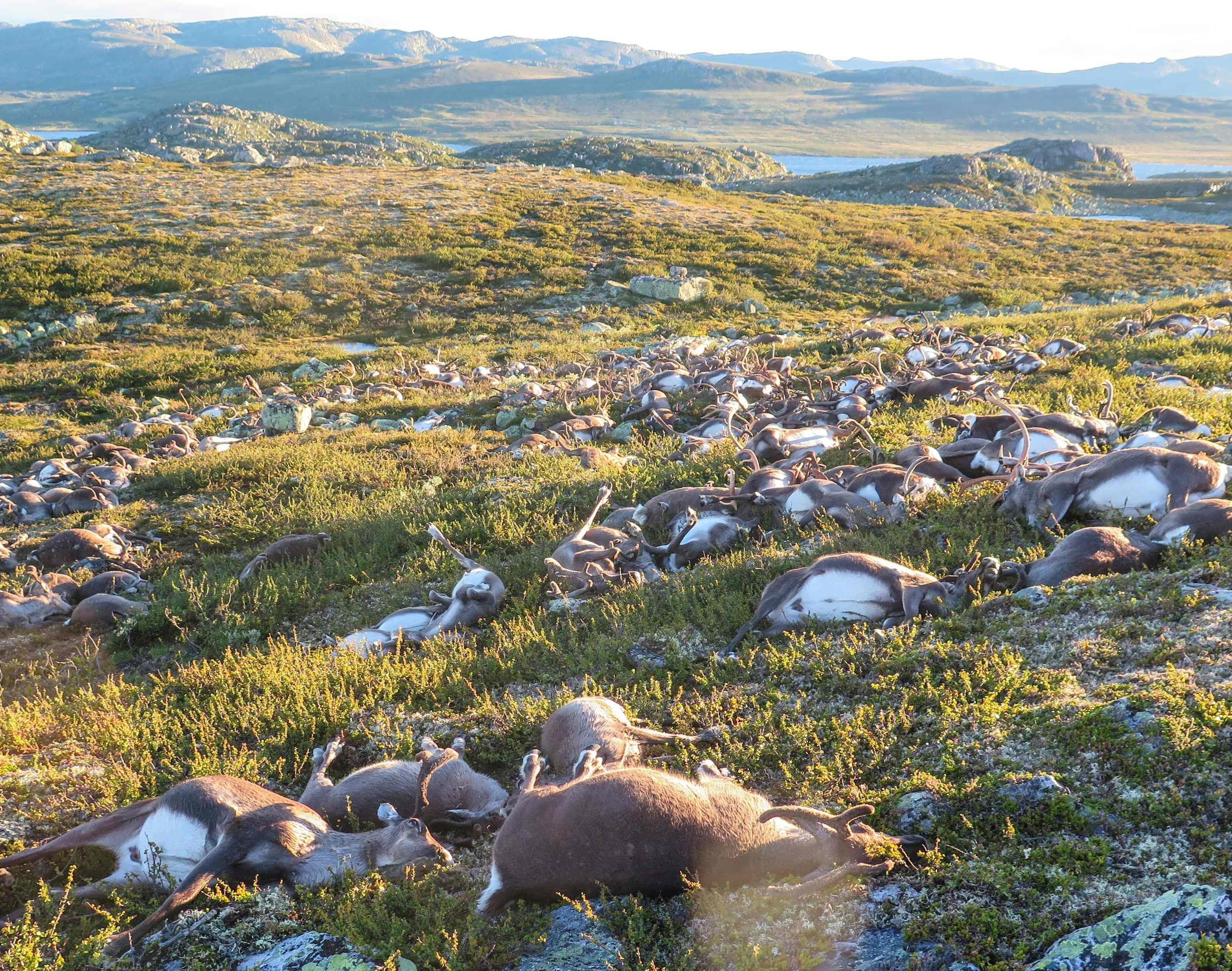 Über 300 Rentiere wurden in Norwegen Opfer eines Unwetters. Über 300 Rentiere wurden in Norwegen Opfer eines Unwetters.