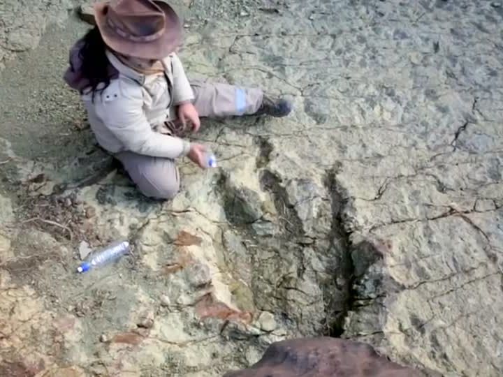 Die Abdrücke passen zu einem 12 Meter Exemplar. Die Abdrücke passen zu einem 12 Meter Exemplar.