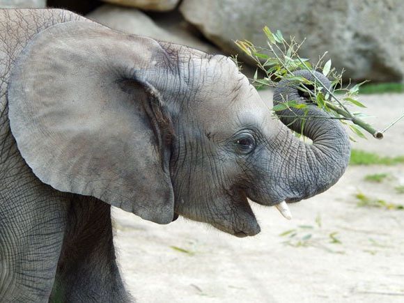 Happy Birthday! Iqhwa wird drei Jahre alt Happy Birthday! Iqhwa wird drei Jahre alt