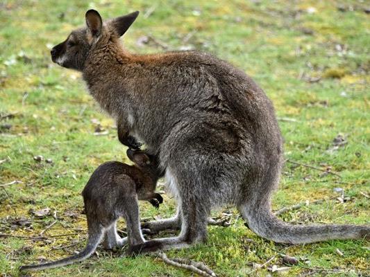 Australische Kängurus lassen sich offenbar nicht von Barrieren in der Straße beeindrucken. (Symbolbild)