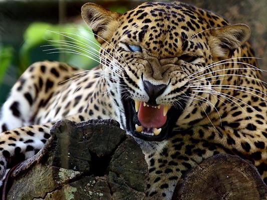Ein Leopard griff in Mexiko einen Tierpfleger an, ein Tiger stellte sich der Raubkatze in den Weg. (Symbolbild)