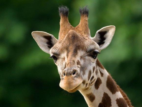 Die Schönbrunner Giraffen erhalten in Kürze eine neue Bleibe